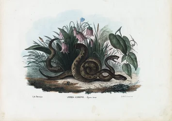 Europäische Kreuzotter, 1863-79